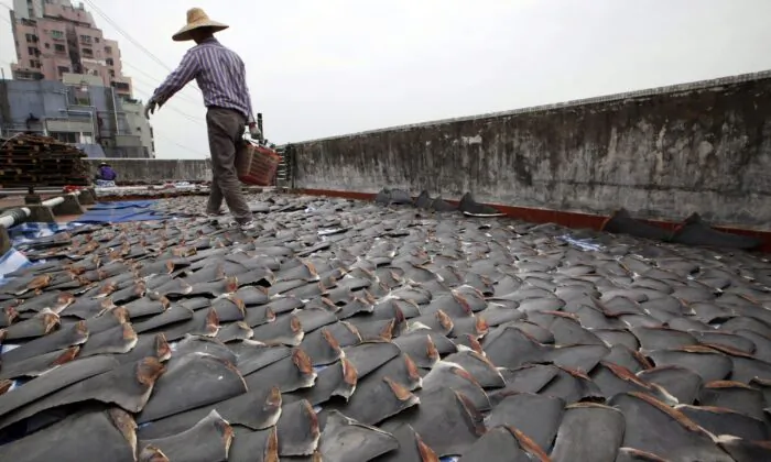 In this Jan. 3, 2013 file photo, a worker collects pieces of shark fins dried on the rooftop of a factory building in Hong Kong. (AP Photo/Kin Cheung)