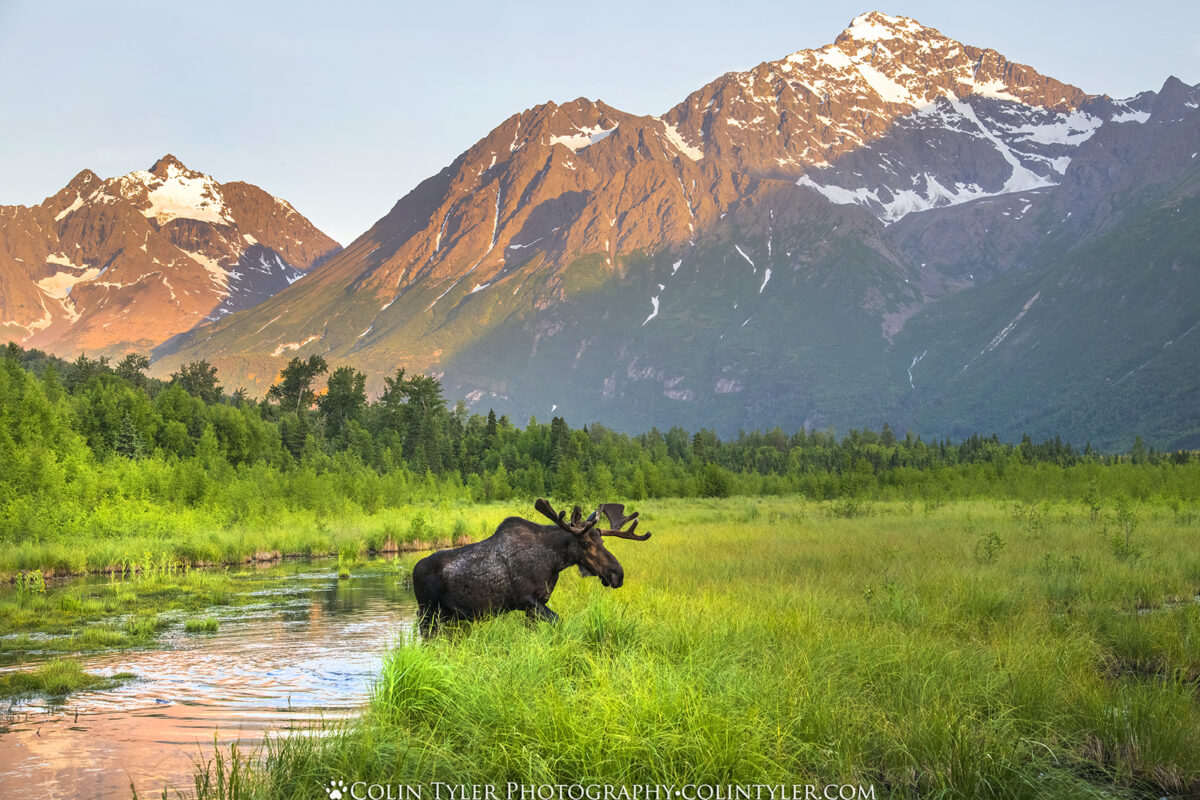 Bull moose crossing a creek in early summer at the Eagle River Nature Center/Chugach State Park, Alaska. (Colin Tyler Bogucki) 