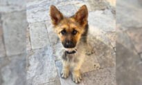 4-Year-Old German Shepherd With Rare Form of Dwarfism Will Look Like a Puppy His Whole Life
