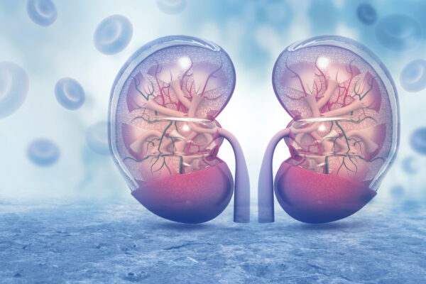 Human,Kidney,Cross,Section,On,Scientific,Background.,3d,Illustration