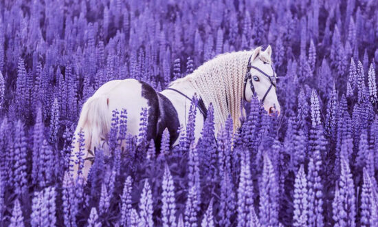 Fairytale-Like Footage of This ‘Blue-Eyed, Handsome’ Horse Will Take Your Breath Away