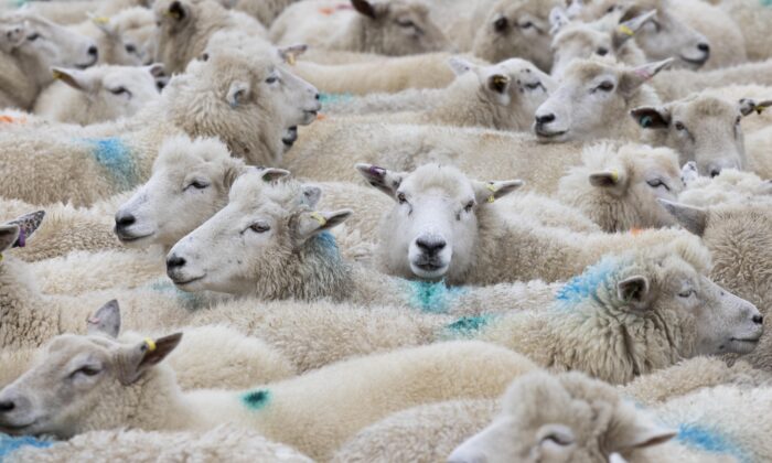 Romney sheep for breeding are rounded up for grading in Romney Marsh, England, on Nov. 18, 2020. (Dan Kitwood/Getty Images)