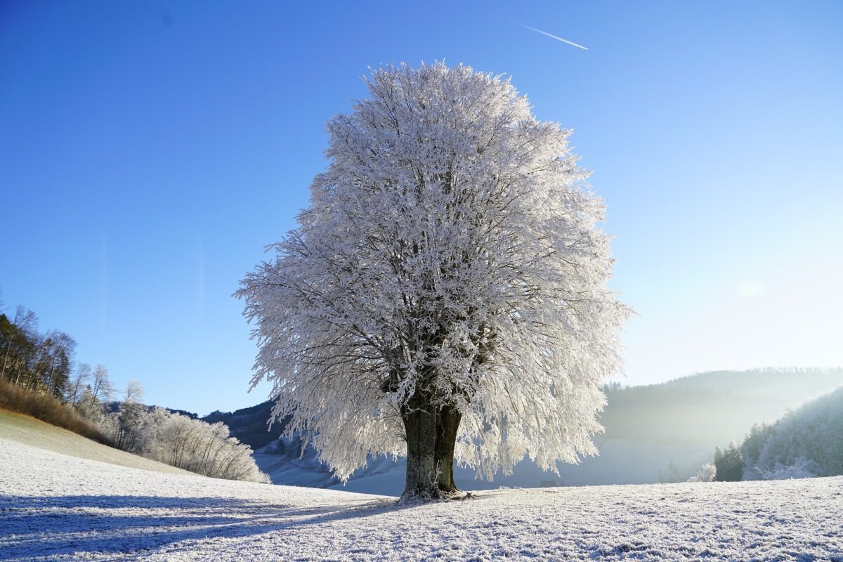 Iced Wintry Tree photo by Hans via Pixabay