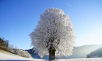 Iced Wintry Tree