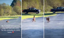 VIDEO: Loyal Dog Rescued From Mine Waits in Driveway for Dad to Return From Work Every Day, Goes Viral
