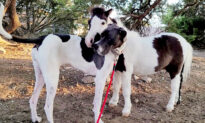Same Size, Same Spots: Mini Horse and Great Dane Become Best Friends at Texas Farm