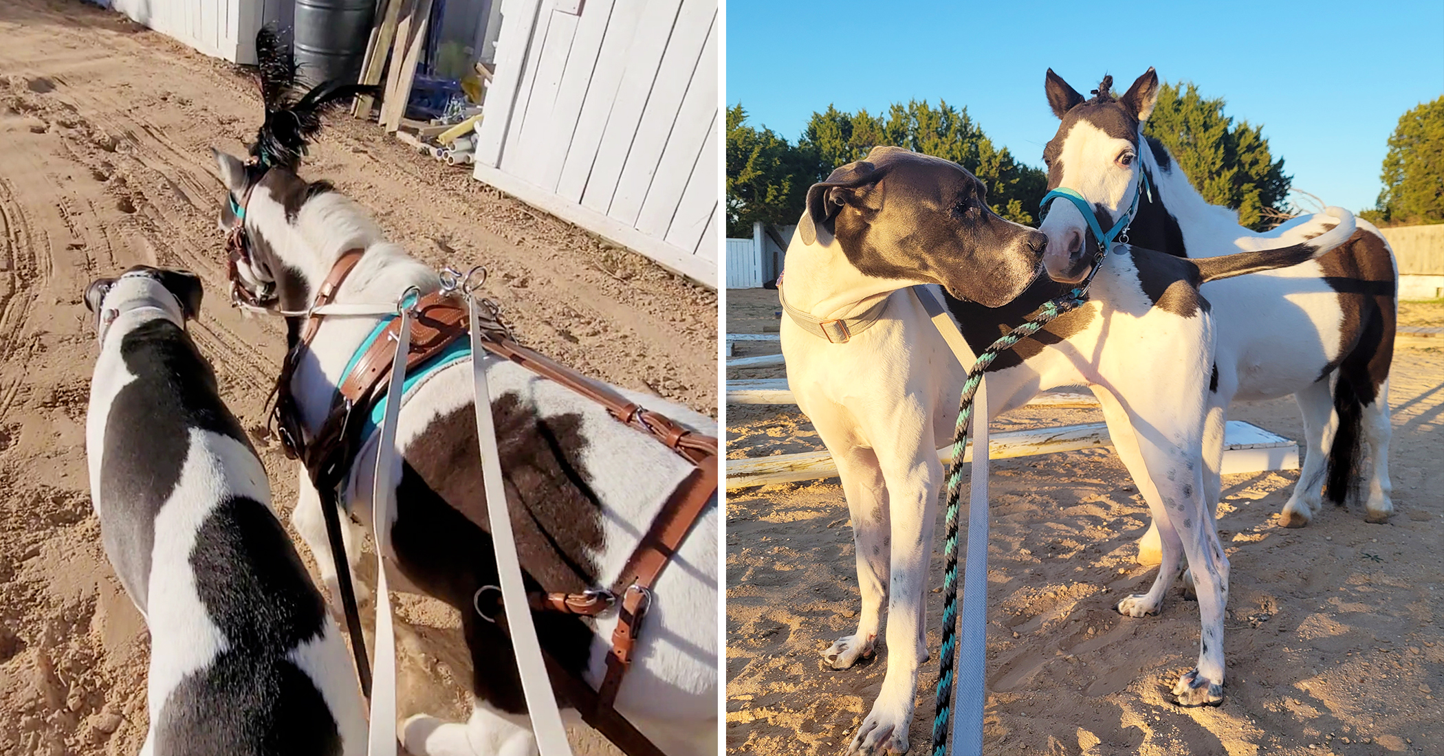 Same Size, Same Spots: Mini Horse and Great Dane Become Best Friends at Texas Farm - Vimarsana News