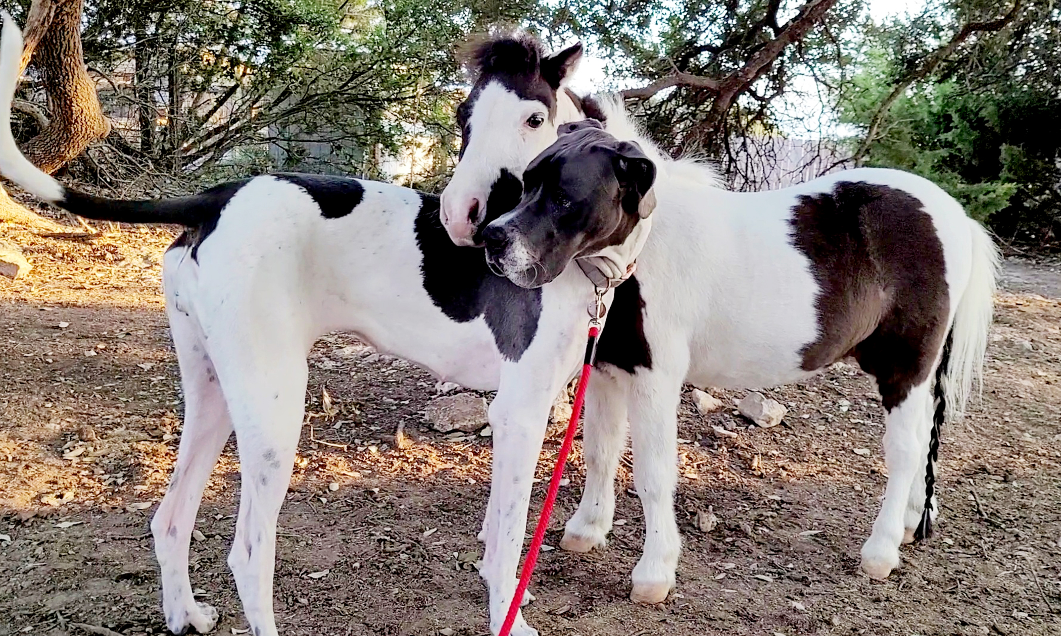 Big Dog or Small Horse Pet Dog Bowl Large Giant Puppy Miniature Horse Mini  Pony Great Dane Tiktok 