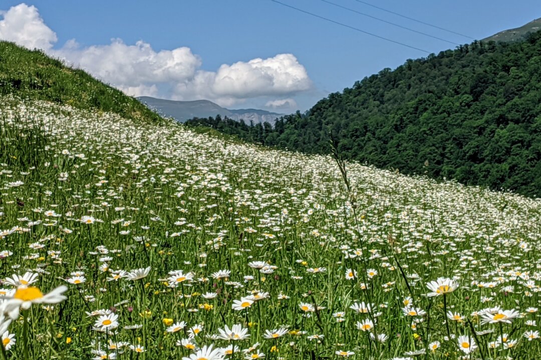 Chamomile is an easy to grow herb with many health benefits. (Roland Yeghiazaryan/Unsplash)