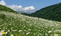 How to Grow and Harvest Chamomile