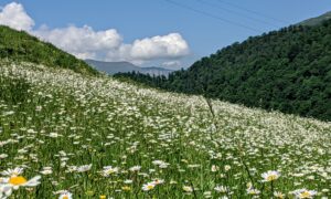 How to Grow and Harvest Chamomile