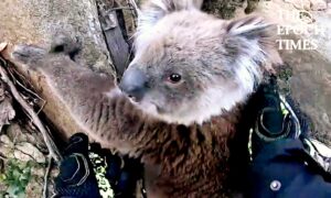 Kind Biker Helps a Cute Koala on Its Climb