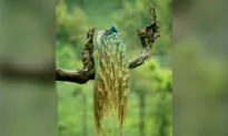 Breathtaking Footage of a Peacock Adds Extra Elegance to the Indian Monsoon
