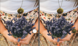 Spot the Difference Daily