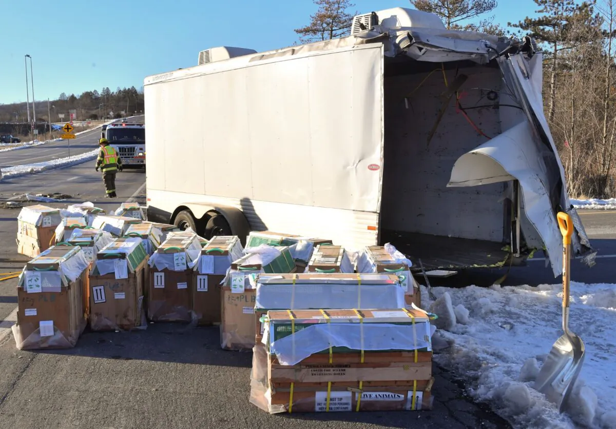 Crates holding live monkeys are collected next to the trailer they were being transported in along state Route 54 at the intersection with Interstate 80 near Danville, Pa., on Jan. 21, 2022. (Jimmy May/Bloomsburg Press Enterprise via AP)