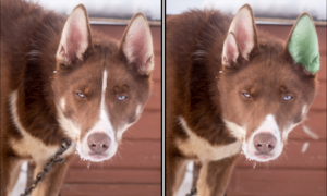 Spot the Difference Daily