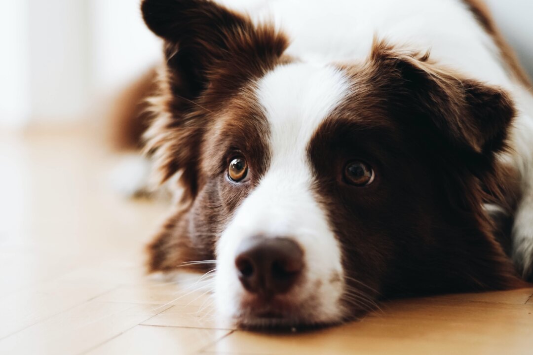 Dogs can understand a range of human words. (By Anna Dudkova/Unsplash)