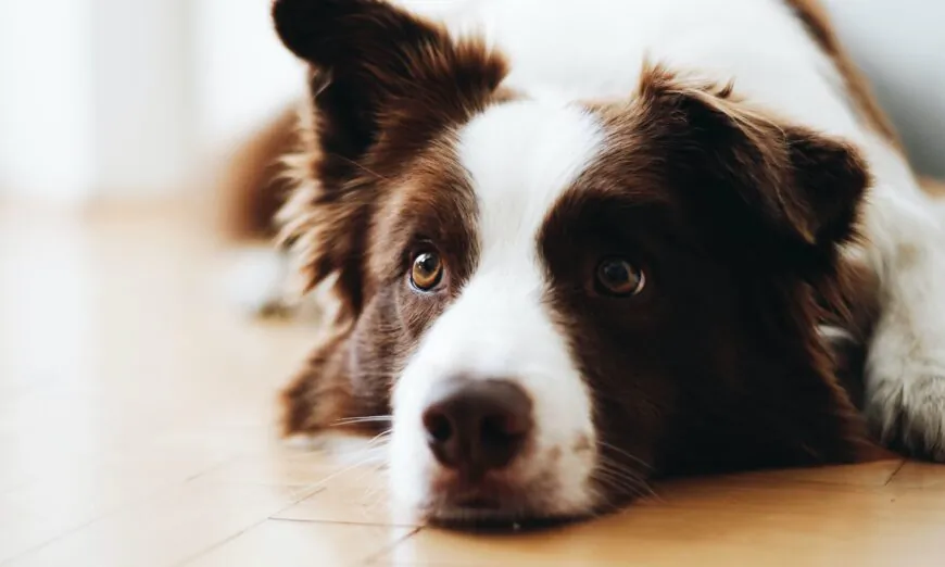 Dogs can understand a range of human words. (By Anna Dudkova/Unsplash)