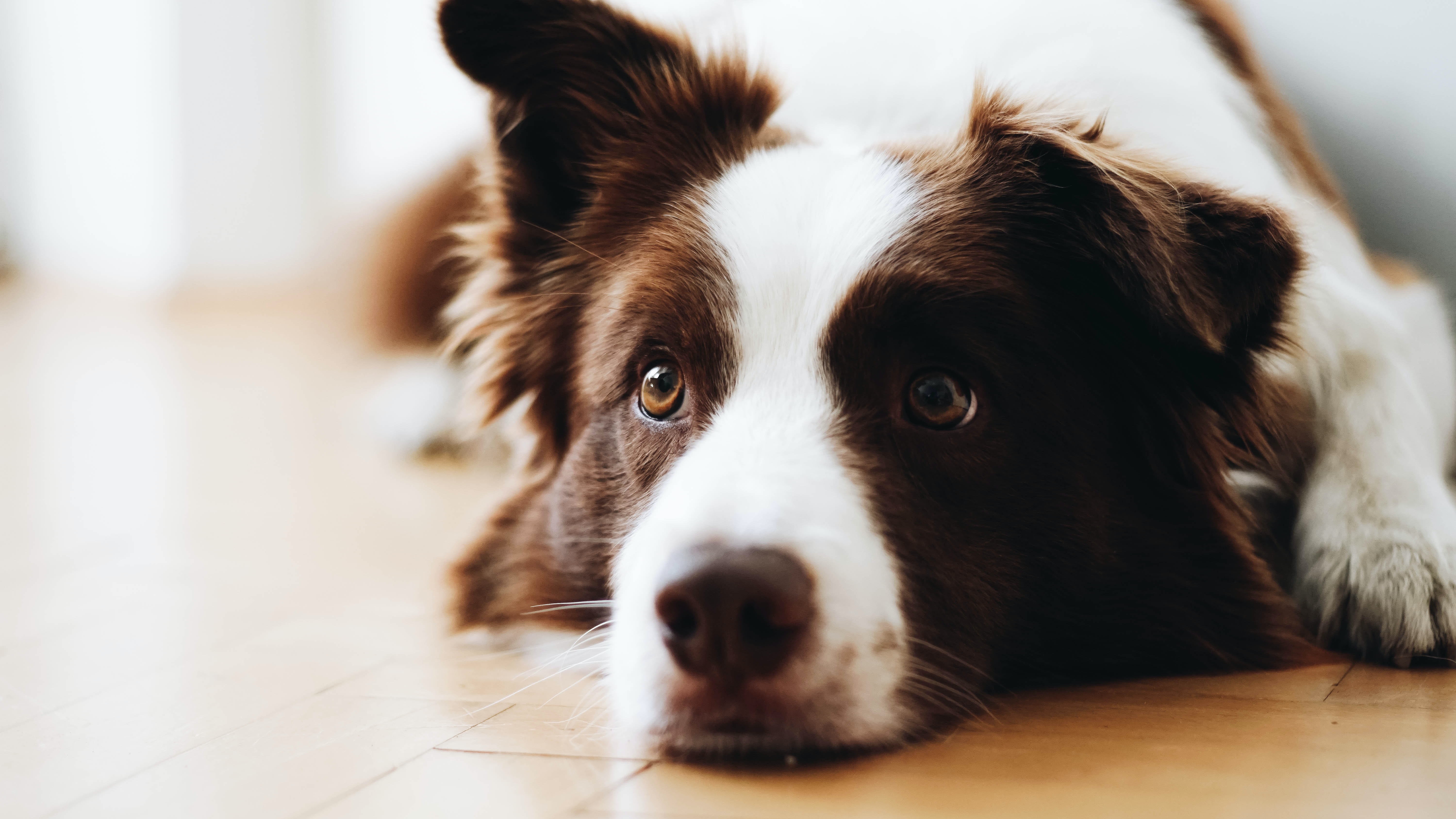 Yes, Your Dog Can Understand What You're Saying — to a Point - Vimarsana News