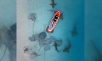 VIDEO: Photographer Captures Stingrays, Sharks, Floating Woman From Above in Surreal Beach Paradise in Maldives
