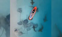 VIDEO: Photographer Captures Stingrays, Sharks, Floating Woman From Above in Surreal Beach Paradise in Maldives
