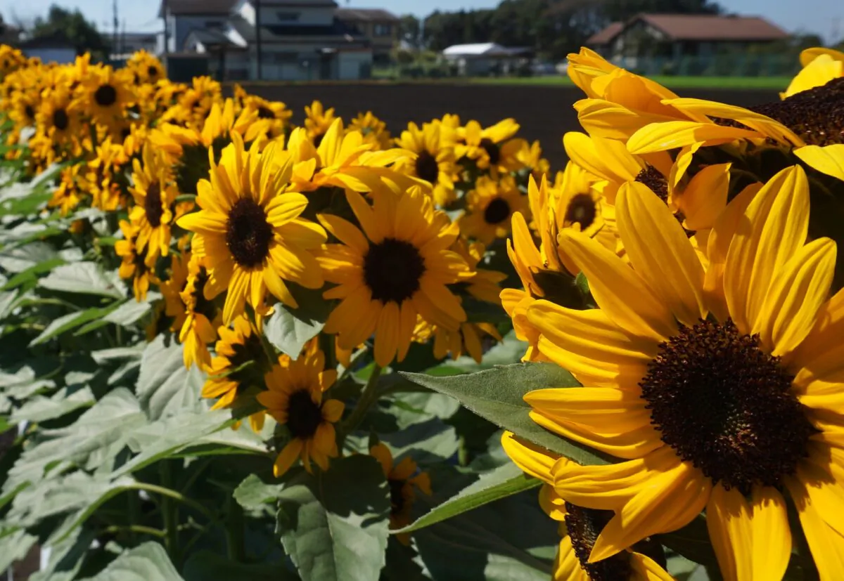 Sunflower Concert Bell F1. (Courtesy of All-America Selections)