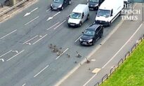 Traffic Stops to Let Family of Geese Cross a Busy Road