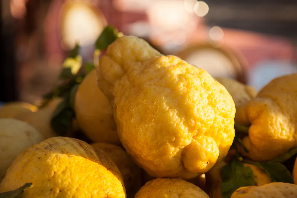 For authentic limoncello, you'll need the large, fragrant sfusato lemons that grow along the Amalfi coast. Outside of Southern Italy, though, Meyer lemons work well. (Tamara Makhun/Shutterstock)
