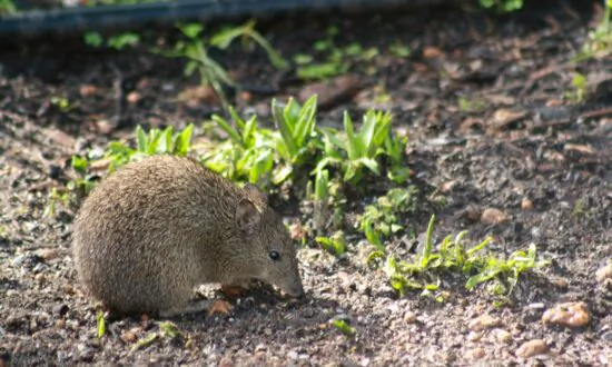 Australian Bandicoot Found to Assist Native Plant Surviving Seasonal Stress