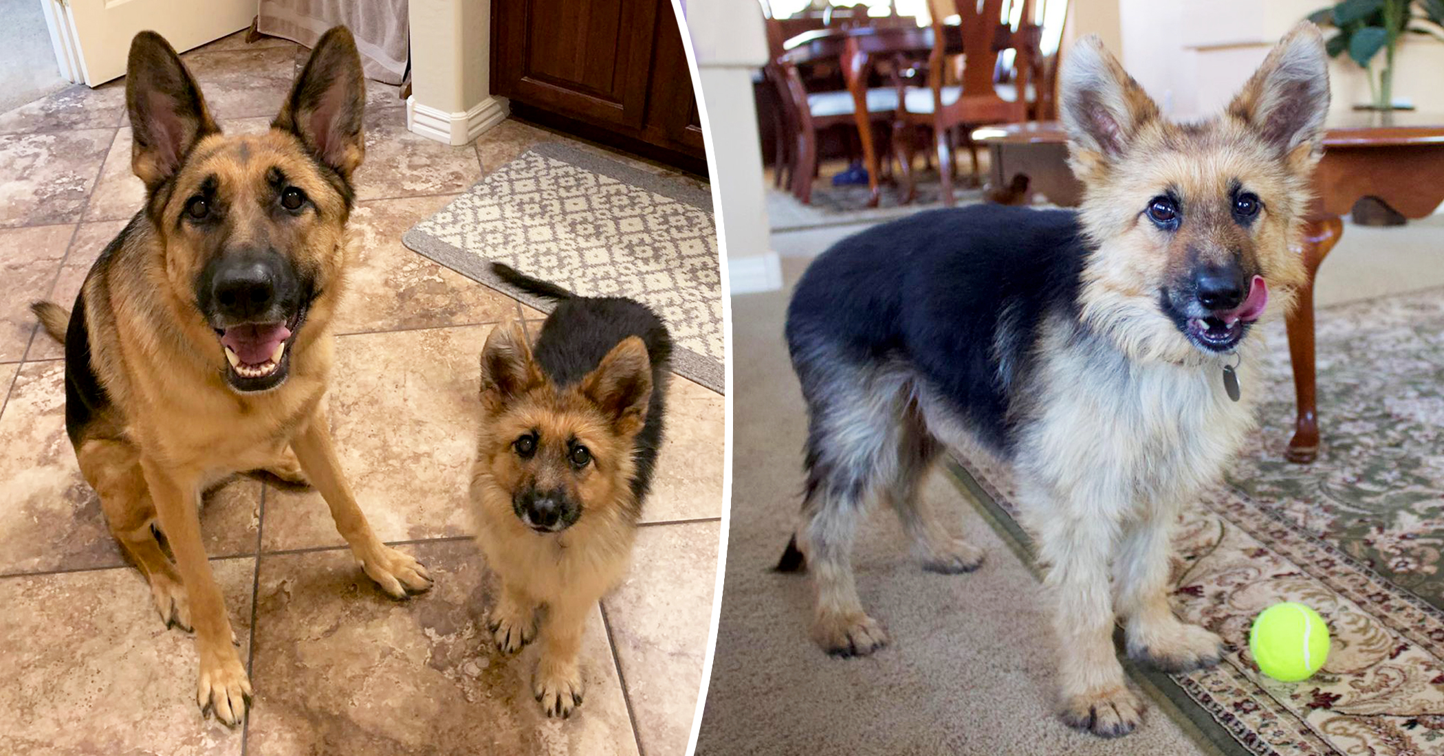 4-Year-Old German Shepherd With Rare Form of Dwarfism Will Look Like a ...