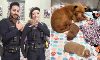 Detroit Police Respond to ‘Vicious Dog’ at Abandoned House, Make Adorable Puppy Discovery Inside