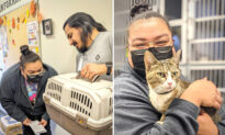Missing Cat Reunited With Owner After 6 Years Thanks to Relentless Efforts of Animal Shelter