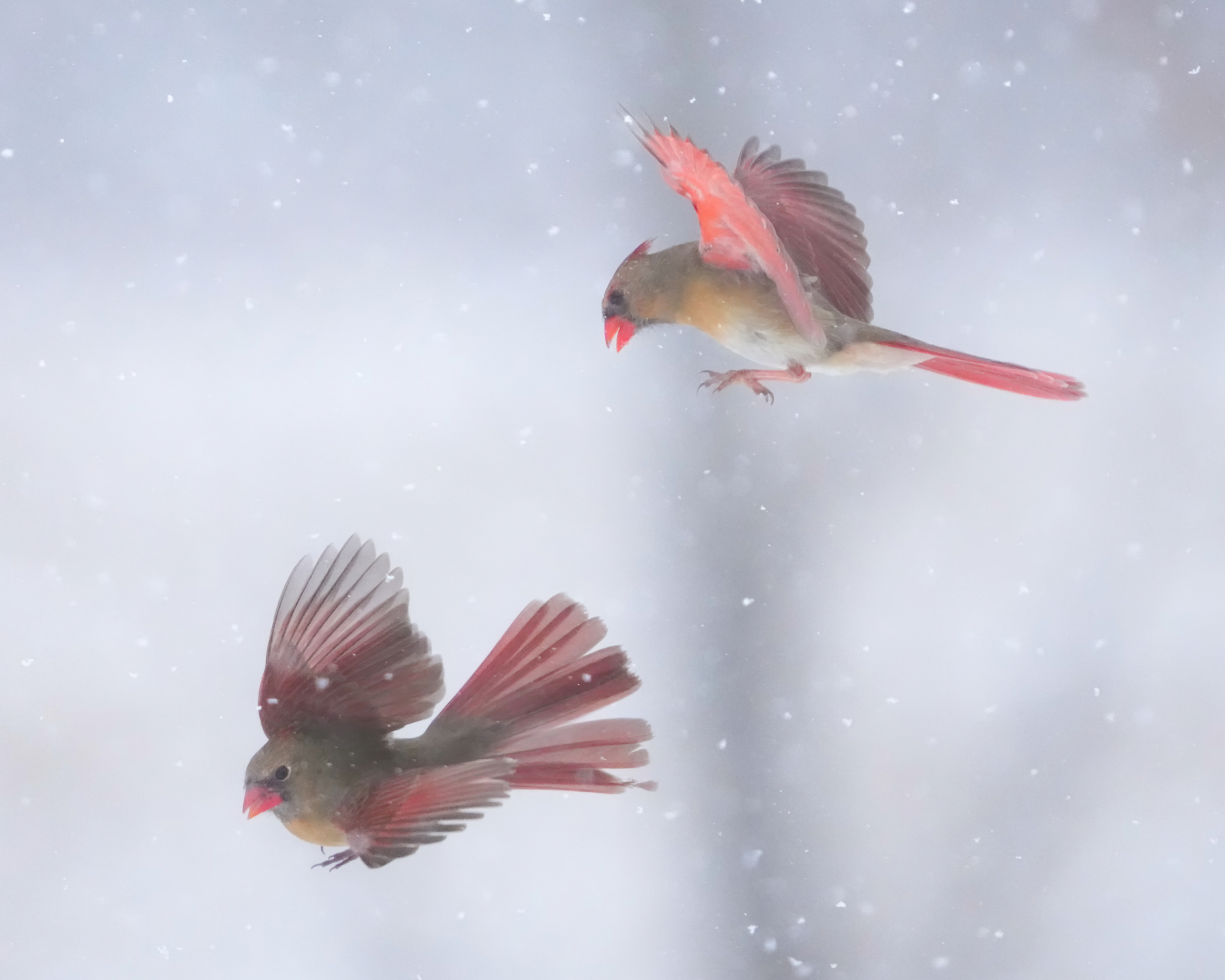 Epoch Times Photo