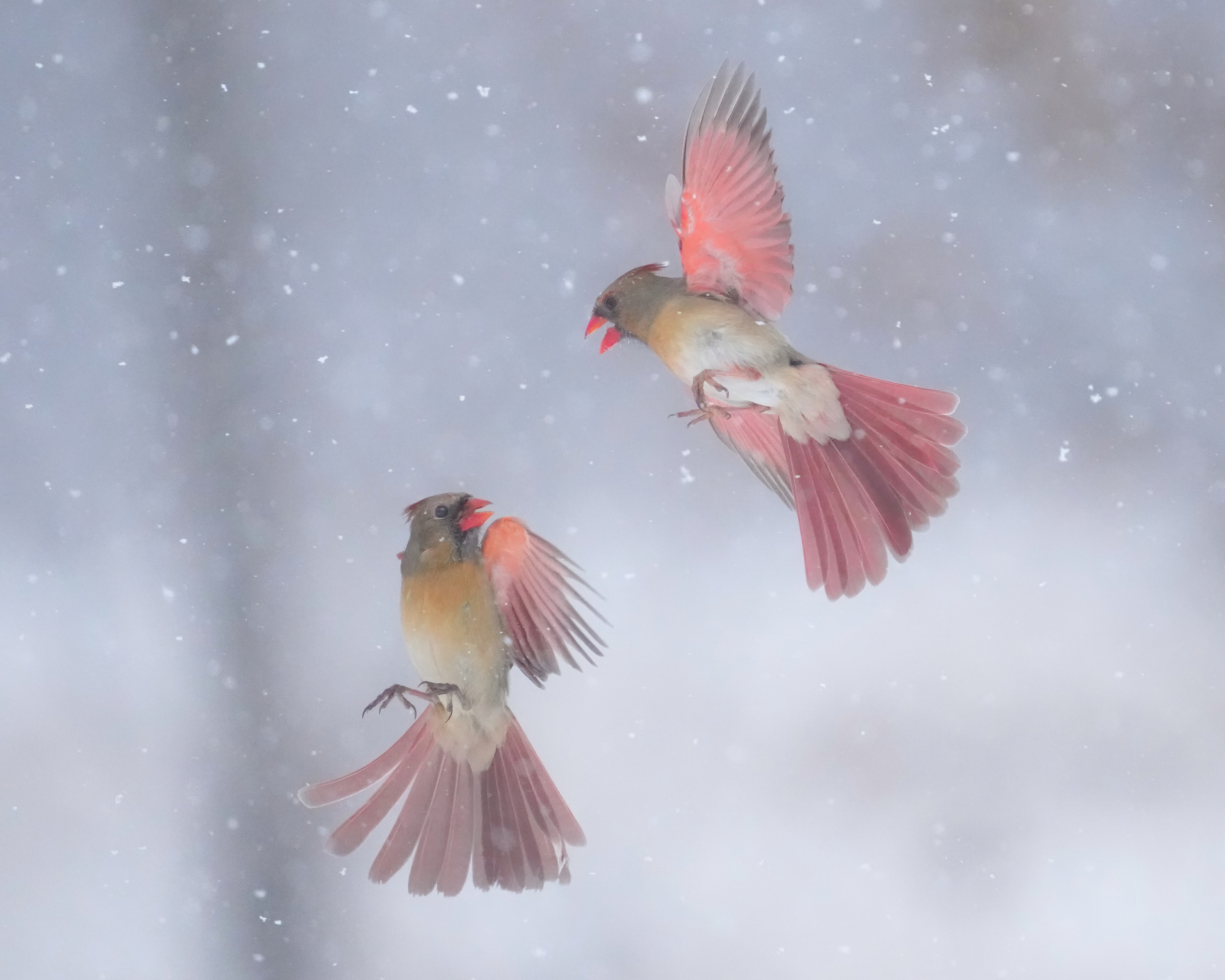 Epoch Times Photo