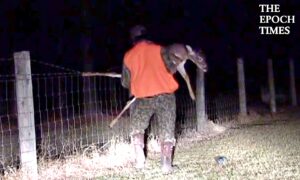 Saving a Wild Buck Stuck in a Fence