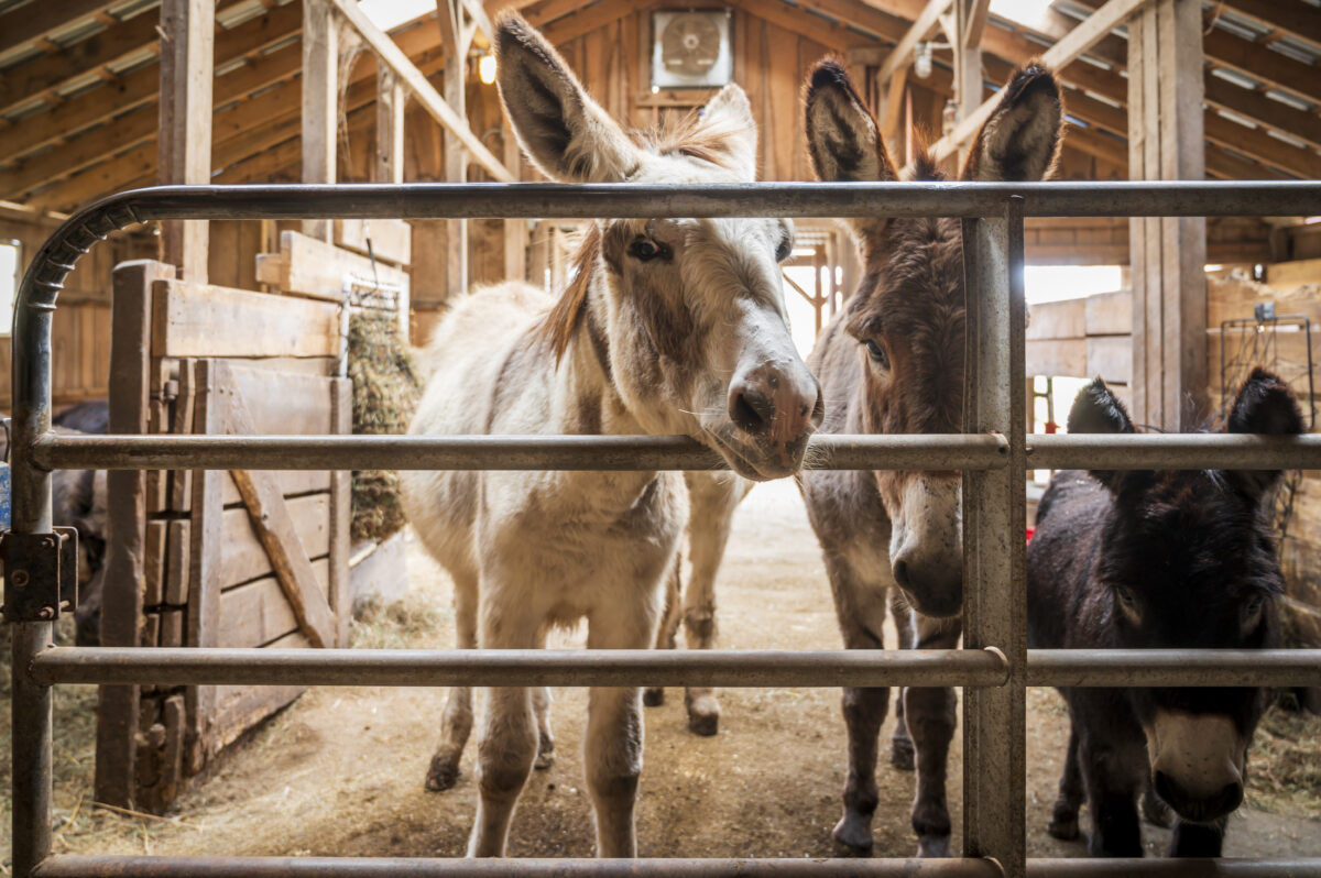Donkeys at The Farmette. (Rob Cardillo for American Essence)