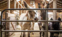 For the Love of Donkeys
