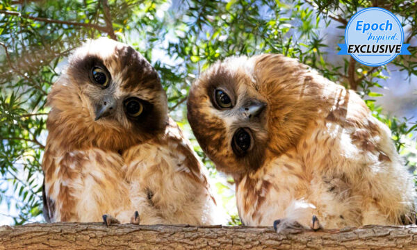 ﻿﻿Cute Wide-Eyed Owls Tilting Their Heads for 'Photoshoot' Will Put a Smile on Your Face