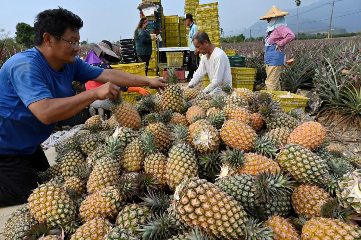 Farmers were harvesting pineapples in Pingtung county, Taiwan on March 16, 2021.
(SAM YEH/AFP via Getty Images)