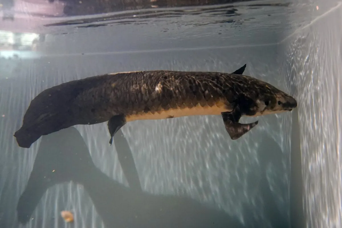 Methuselah, a 4-foot-long, 40-pound Australian lungfish that was brought to the California Academy of Sciences in 1938 from Australia, swims in its tank in San Francisco, on Jan. 24, 2022. (Jeff Chiu/AP Photo)
