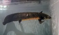 Meet Methuselah, the Oldest Living Aquarium Fish