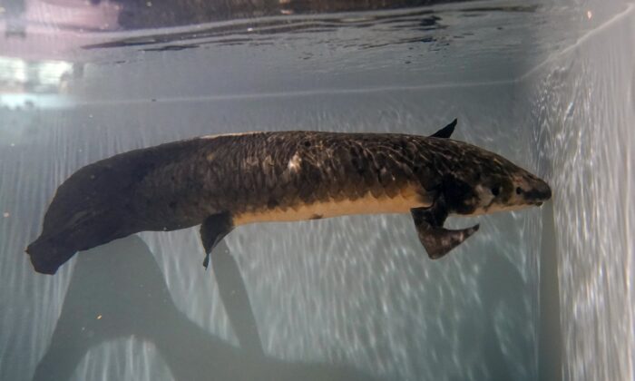 Methuselah, a 4-foot-long, 40-pound Australian lungfish that was brought to the California Academy of Sciences in 1938 from Australia, swims in its tank in San Francisco, on Jan. 24, 2022. (Jeff Chiu/AP Photo)