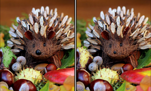 Spot the Difference Daily – Can You Find the 10 Differences?