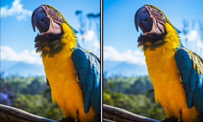 Spot the Difference Daily – Can You Find the 10 Differences?