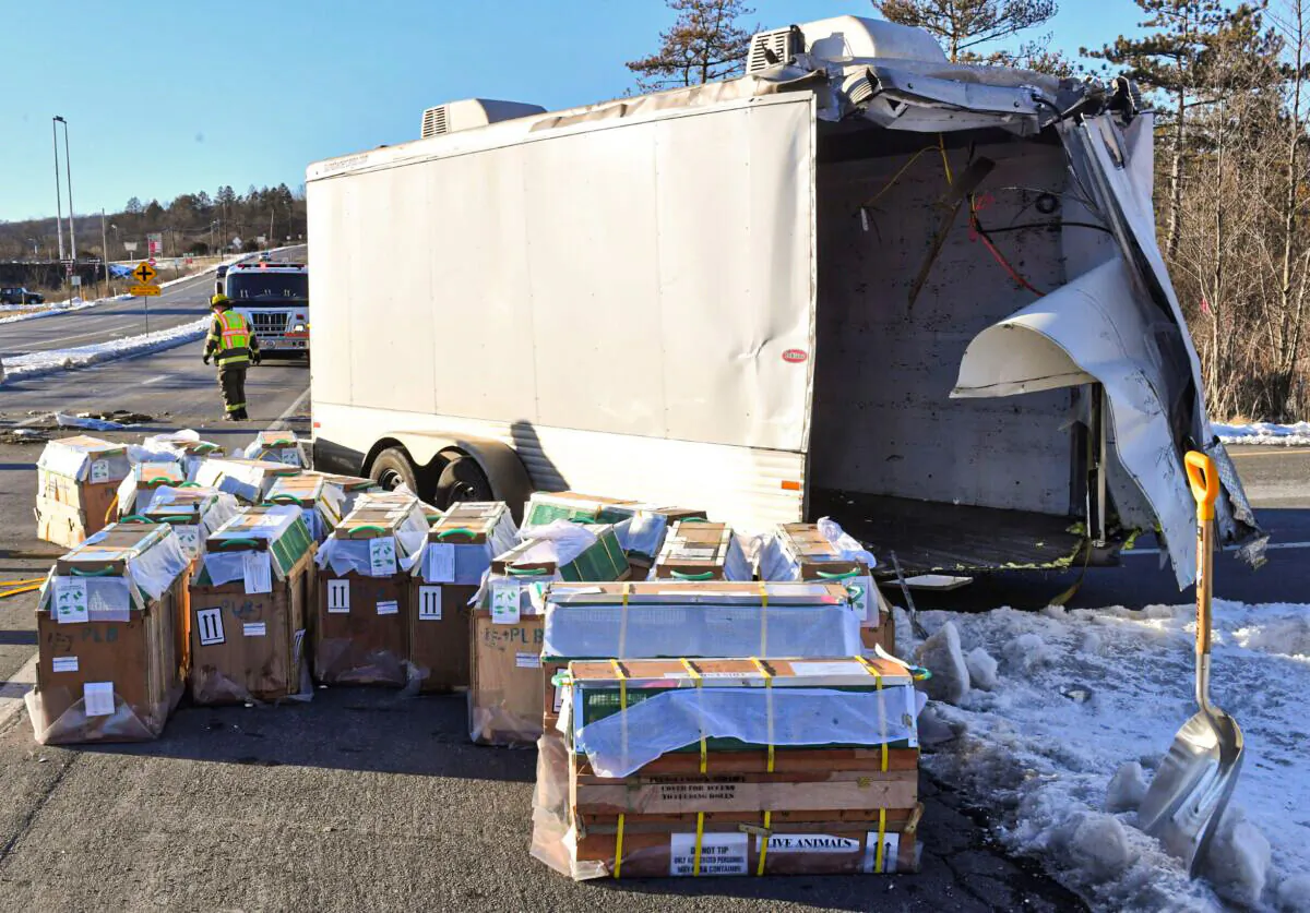 Crates holding live monkeys are collected next to the trailer they were being transported in along state Route 54 at the intersection with Interstate 80 near Danville, Pa., on Jan. 21, 2022. (Jimmy May/Bloomsburg Press Enterprise via AP)