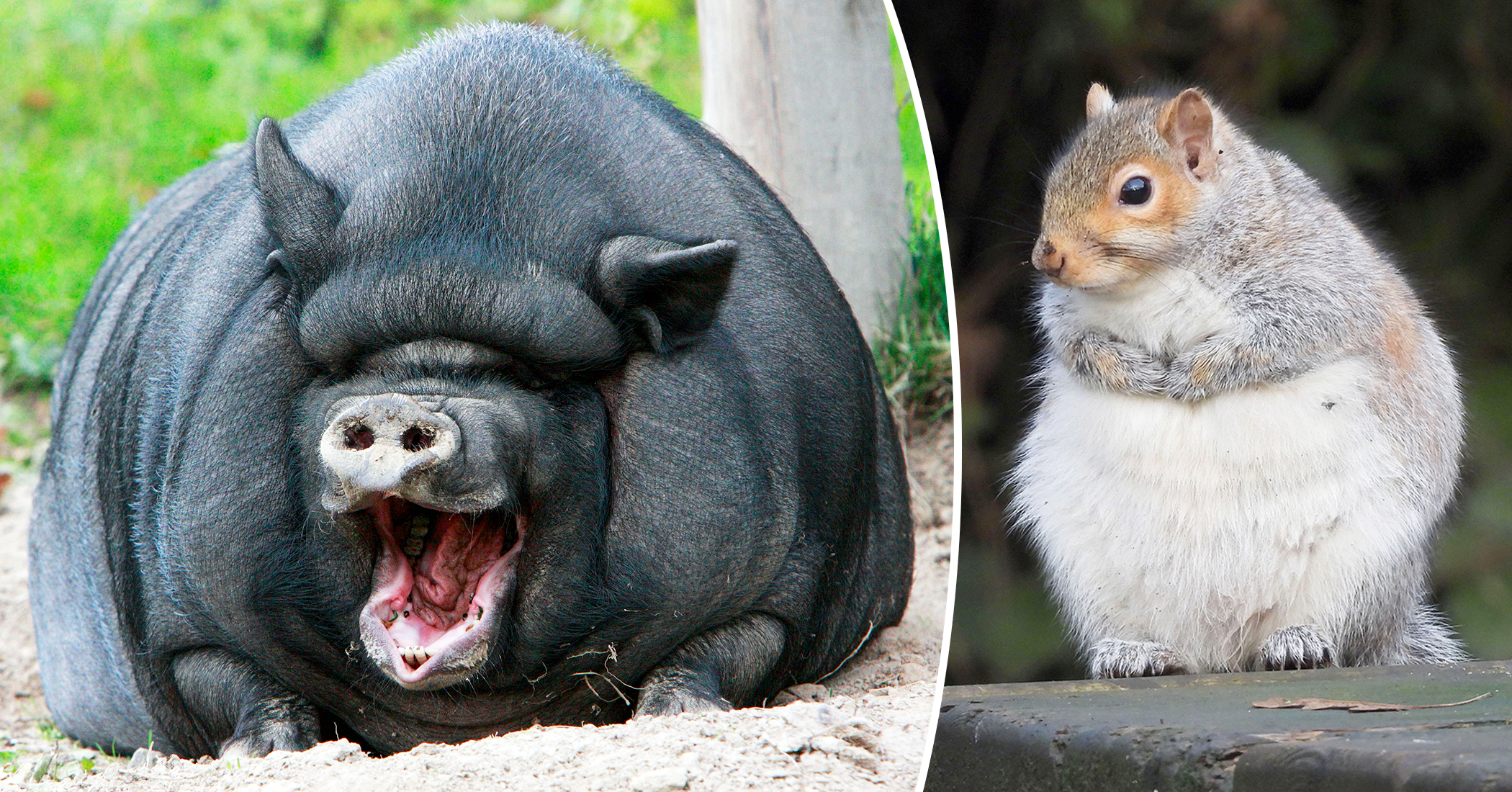 10 Chunky Animals That Are Ready to Kickstart Their 'Diet' This Year