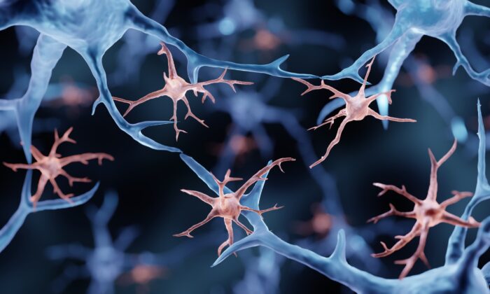 The cells which clear Alzheimer’s plaques from the brain follow a 24-hour circadian rhythm. By ART-ur/Shutterstock