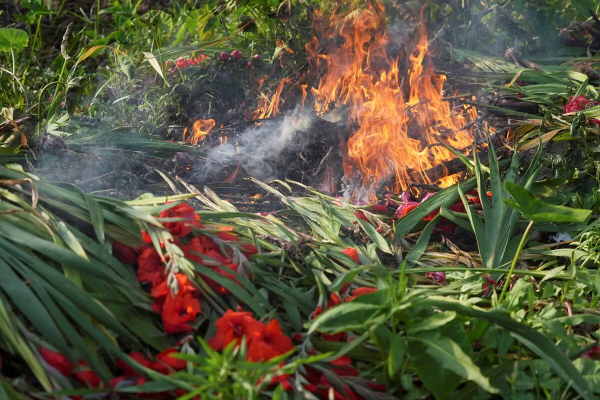 Flowers burn at farmer Leung Yat-shen's farm, following the government's announcement to close Lunar New Year flower fairs amid the COVID-19 outbreak, in Hong Kong, on Jan. 27, 2022. (Lam Yik/Reuters)