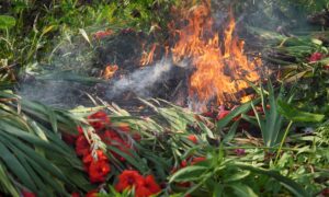 Lunar New Year Flowers in Flames as Hong Kong Farmer Burns Unsold Stock