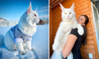 Meet the Maine Coon Kitten That Is So Large People Mistake It to Be a Dog